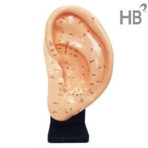 귀모형(대)22cmHEZY2004 / 귀경혈 티침 이침 한의원 인체 실습모형