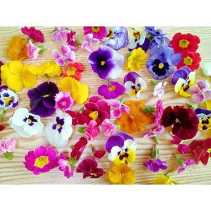 [맹다혜씨네작은텃밭]예쁜 식용꽃 30송이 혼합 1팩 (개별포장)