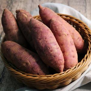 황토밭 햇 꿀밤고구마 한입 10kg