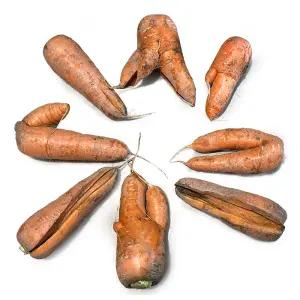 2025-2026시즌 제주 친환경인증 유기농 흙당근 못난이 햇당근 즙용 10kg