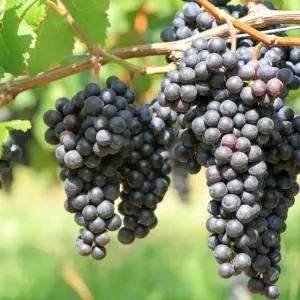 다오소농수산 국내산 고당도 머루포도 3kg 가정용 특품