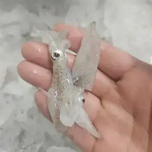 신선도 좋은 호래기 호레기 회 꼴뚜기 500g 60미 내외