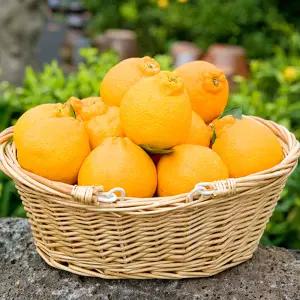 과즙팡팡 새콤달콤 제주 한라봉 2kg 4.5kg