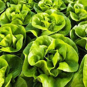 유러피안 샐러드 야채 GAP 인증 샐러드용 채소 재료 믹스 대용량 700g