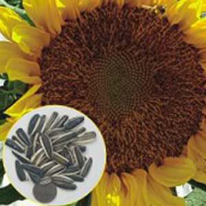 왕해바라기 씨앗팜 야생화 꽃씨 종자 씨앗 품종 10립