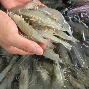 [해들애] 흰다리새우 국내산 제철 급냉새우(소, 대, 특) 1KG