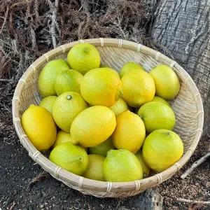 국산 청레몬 제주 그린레몬 중대과 3kg 5kg (가정용, 카페대용량)