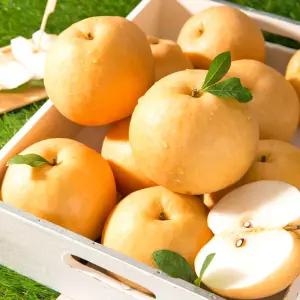 [25년 햇배] 국내산 시원 달콤한 가정용 꿀배 5kg