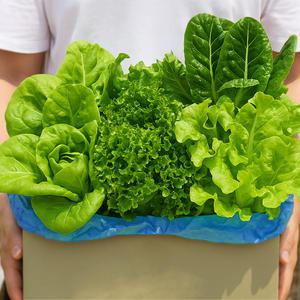 유러피안 샐러드 야채 GAP 인증 샐러드용 채소 재료 믹스 대용량 1kg