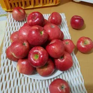 강원도 정선사과 한입 꼬마 사과 5kg(22-24과내) 햇사과 부사