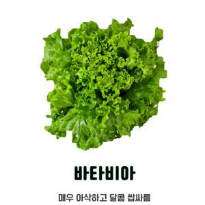 자연미가 국내산 무농약상추 바타비아 1kg  /  영양만점 유럽상추 쌈채소