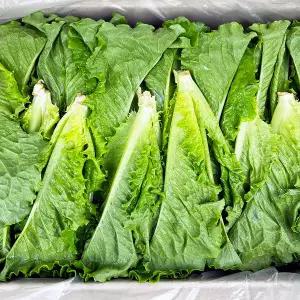 국내산 쫑상추 상추순 연한상추 쫑청상추 4kg