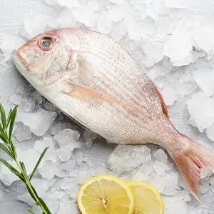 [품질보장] 바로 먹기 좋은 국내산 반건조 손질세척 참돔 300g x 5팩