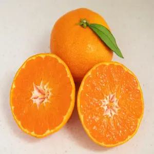 [당도선별] 현*,롯*백화점 납품 정품 고당도! 13브릭스 제주 햇 노지감귤 4.5kg 로얄과 S-M