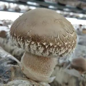 표고버섯 키우기 키트 배지 종균 재배 복지관 유치원 노인센터 경로당 단체 가정집에서 자연 체험학습 참나무톱밥 배양 학교 어린이집