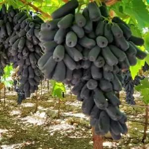 블랙샤파이어 가지 포도나무