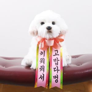 갓샵 인간화환 강아지형 소형 [졸업 결혼식 생일 인간 화한 화환 문구]