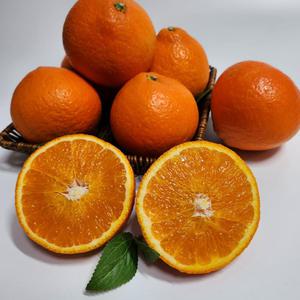 황금열매 프리미엄 제주 황금향 3kg 대과