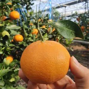 제주 서귀포 레드향 5kg 가정용