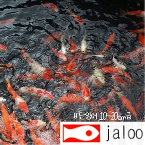 생먹이 자루  비단잉어 10-20센티급 1마리 연못 관상용 어항 수족관 물고기