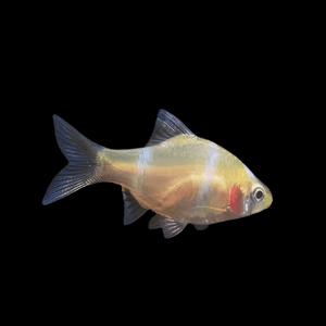 알비노 수마트라 50마리 노란 수마트라 예쁘고 건강한 삼각물고기