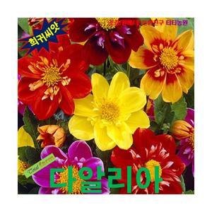 (꽃씨) 다알리아 댄디 (Dahlia Dandy) 10립