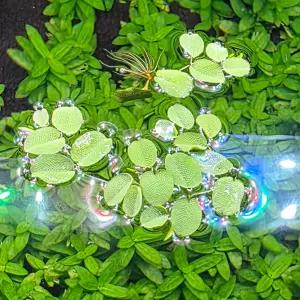 생이가래 50잎 부상수초 어항 수족관