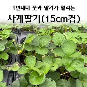 [모종심는아빠] 1년내내 꽃이피고 딸기가 열리는 사계딸기 모종 쏘라야 (15cm컵포트)