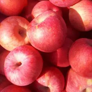 싱싱하고 아삭한 고당도 밀양얼음골사과 10kg 중과