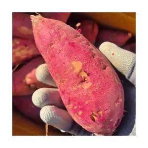 세척 꿀밤고구마 폭폭한 밤고구마