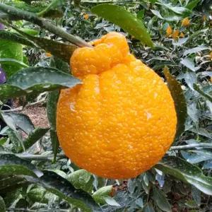 제주도 한라봉 선물세트 3kg 5kg 10kg 명절 설 선물