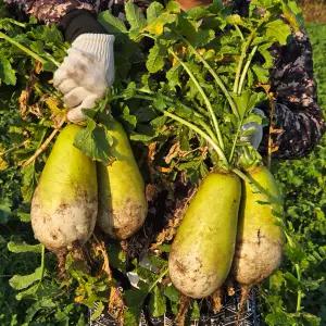 시원아삭한 제주 월동무 흙무 10kg