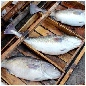 거제 외포항 대구 생대구 1마리