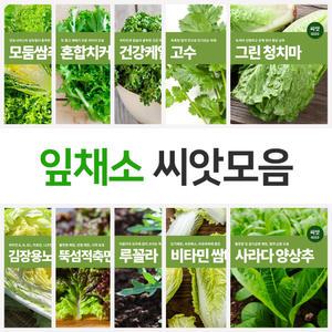 잎채소 쌈채소 씨앗 모음 베란다 테라스 옥상 텃밭 마이플랜트