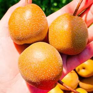 광양 백운산 산돌배 5kg