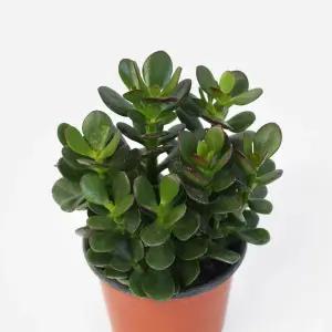 화월 소형 염좌 다육이 키우기쉬운 플랜테리어 식물