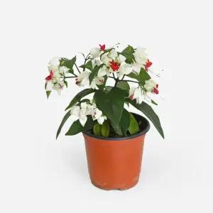 덴드롱 소형 꽃 모종 야생화 공기정화식물 인테리어