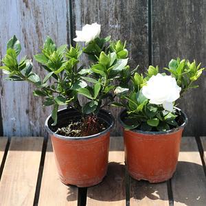 고급스런향기 향기반하고 반 치자나무모종1+1 자태에