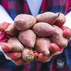 2025년 햇 고구마 해남 황토 꿀밤고구마 10kg 베니하루카