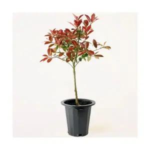 대성식물 레드로빈 홍가시 단독수형 나무 조경수 외목대 단독수형