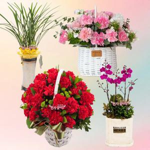 성남시 수정구 어버이날 카네이션 생화 꽃다발 꽃배달 천사꽃배달