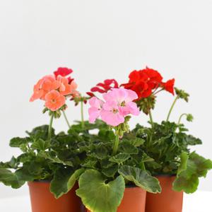 페라고늄 제라늄 소형 야생화 꽃모종 실내공기정화 반려식물