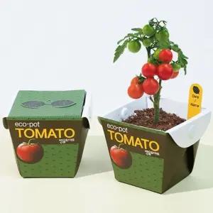 키우기쉬운식물 미니 화분 방울토마토 씨앗 세트/원예/실내/단체/어린이/관찰/키트/식물/꽃화분/키우기/텃