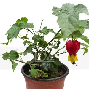 브라질아부틸론 메카포타미쿰 청사초롱꽃 식물키우기 인테리어 소품