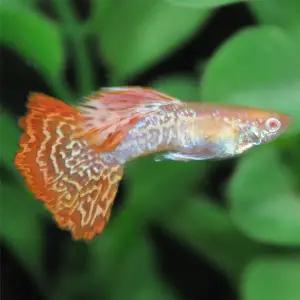 [춘자네수족관]고정구피,싼타나 [수2+암3] 구피