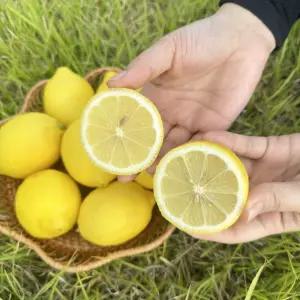 국내산 제주레몬 무농약 유기농 제철 5kg