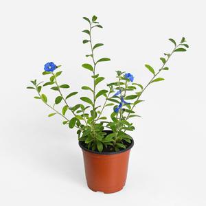 아메리칸 블루 소형 꽃 모종 블루데이지