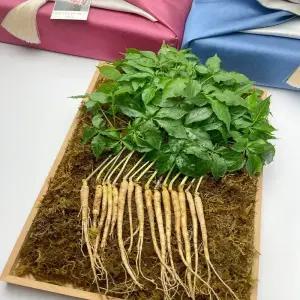 백세새싹삼 가성비 가정용/선물용 100/200뿌리