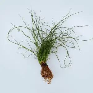 스프링골풀 세척 모종 소형 수경재배 식물 키우기쉬운 인테리어 실내공기정화 식물