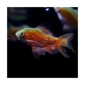 [주니멀열대어]로지 바브 롱핀 4cm 내외관상어